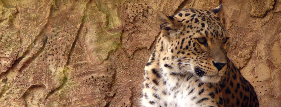 网络ddos监测分析工具